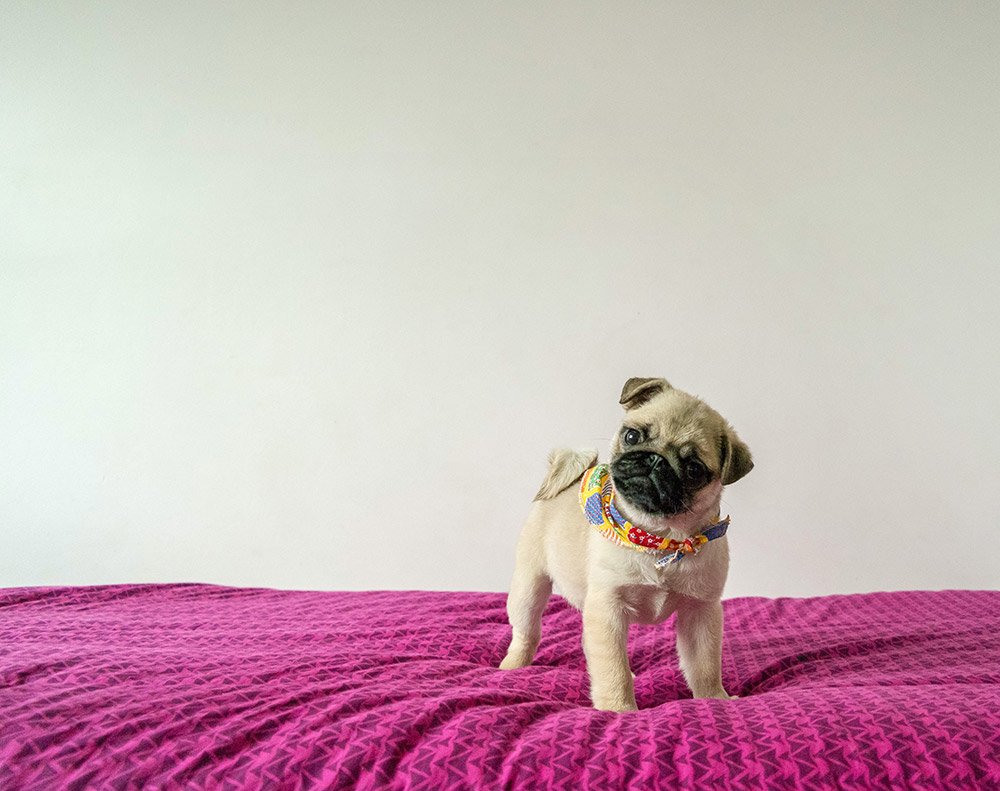pug-8