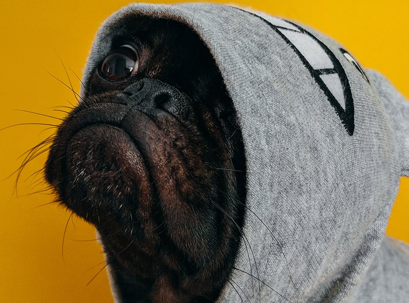 pug-life