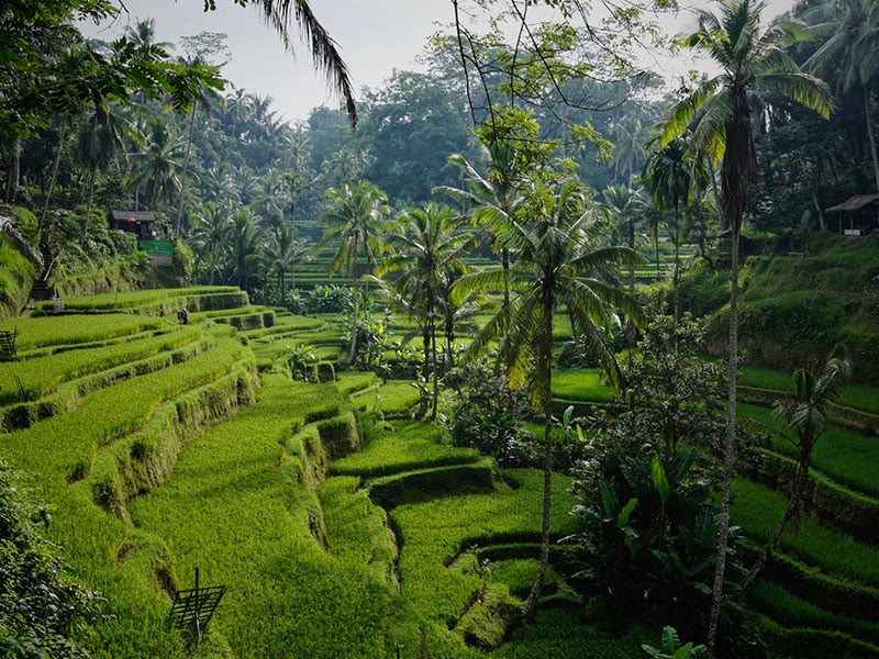 bali